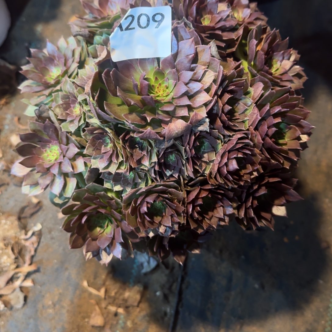 钟***。桃花石一物一拍209