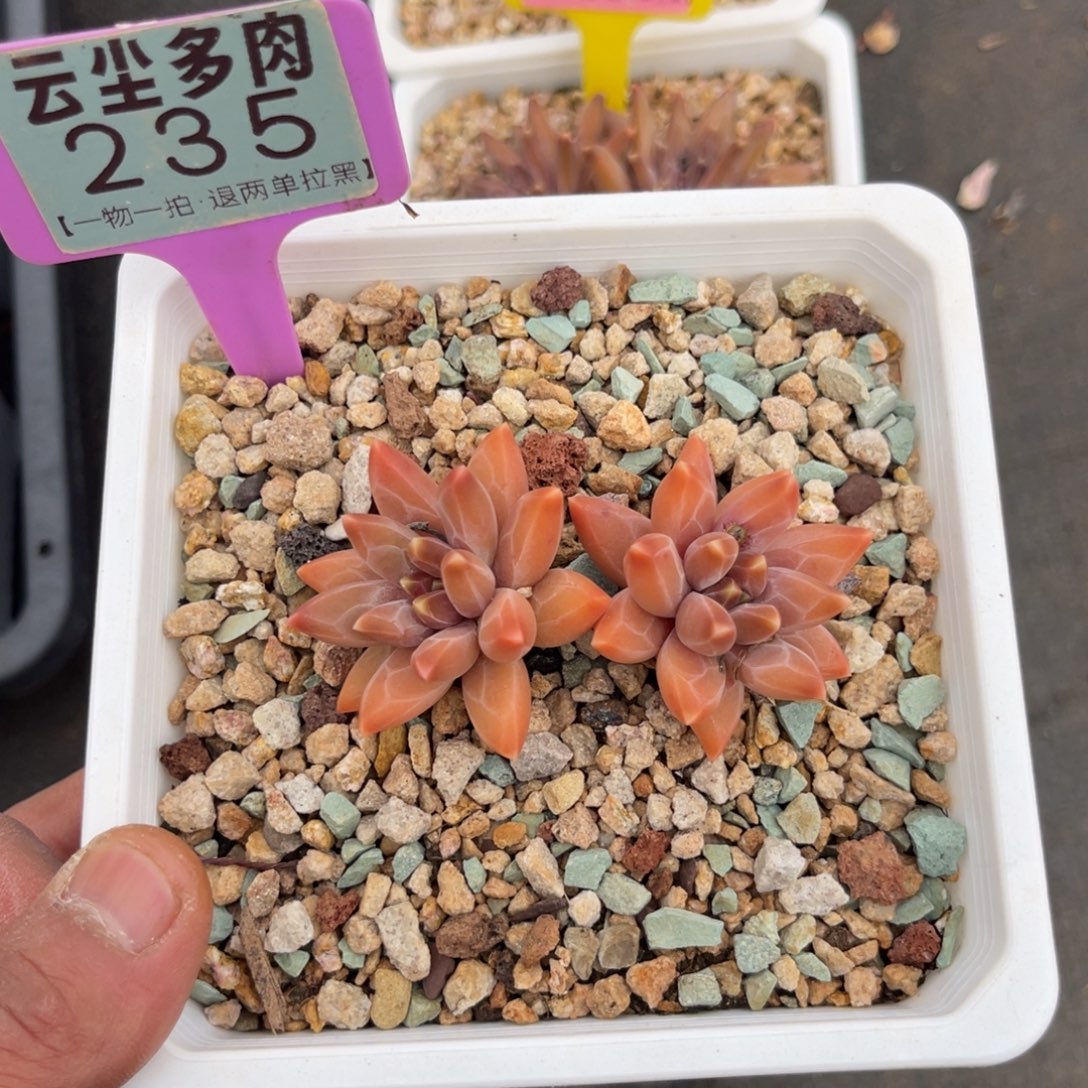 云尘多肉一物一拍235