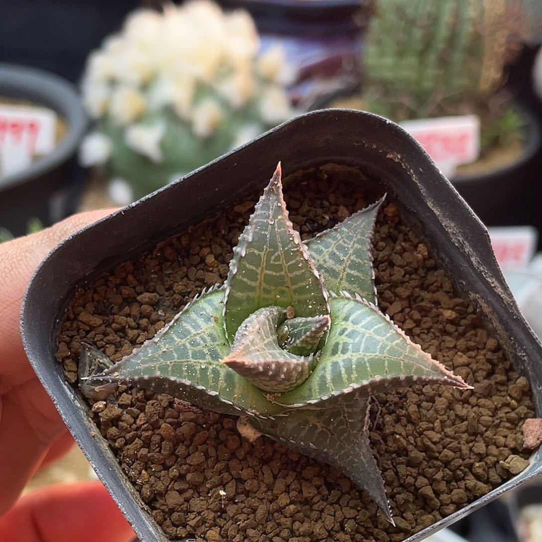 实生丸叶龙鳞 致远多肉