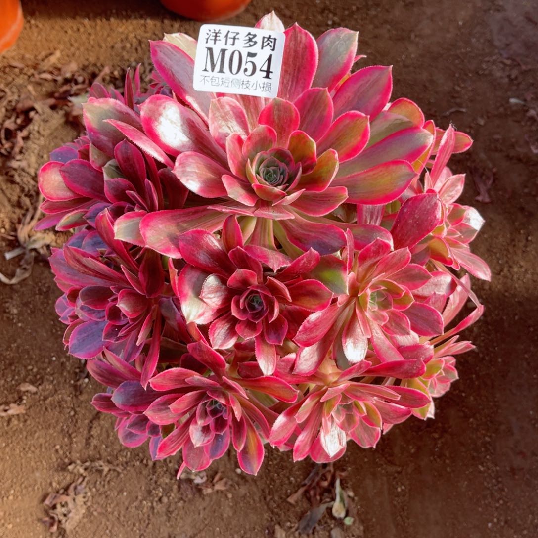 054浣纱 断枝特价  冠幅25左右