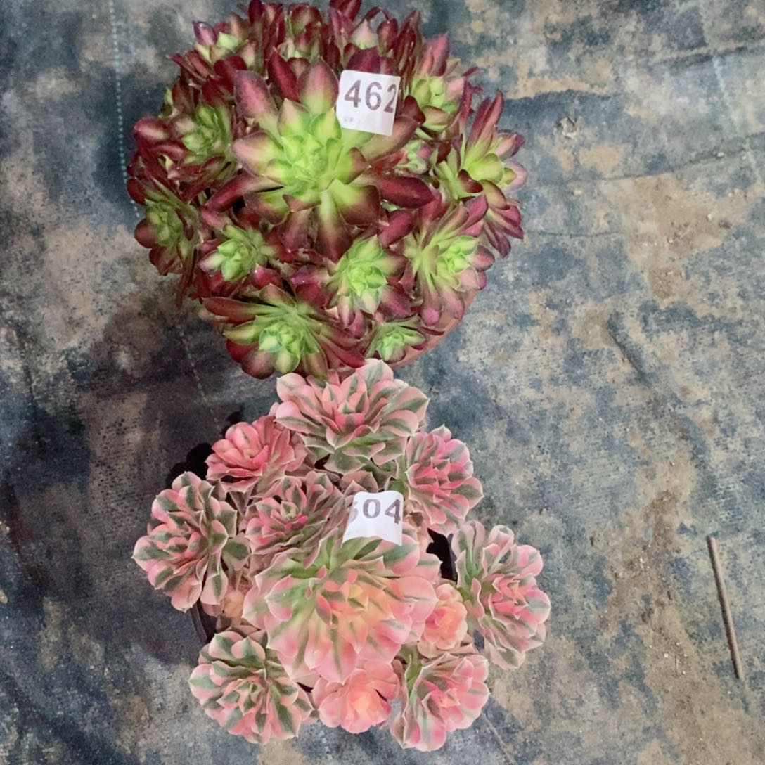 组合462604多肉1111