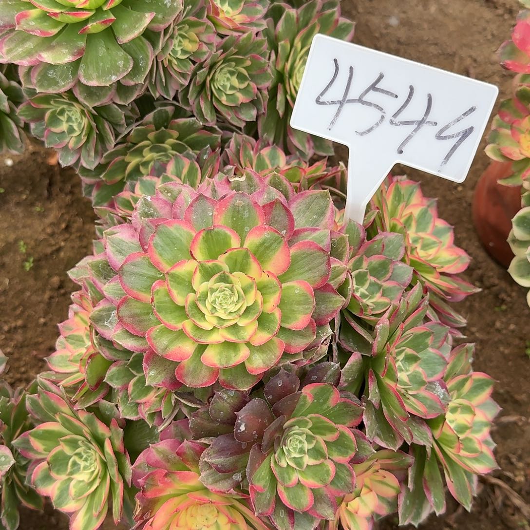 4549海仙多肉法师多肉