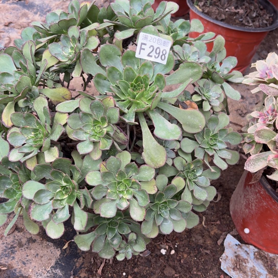 298多肉植物捧花的时候， 