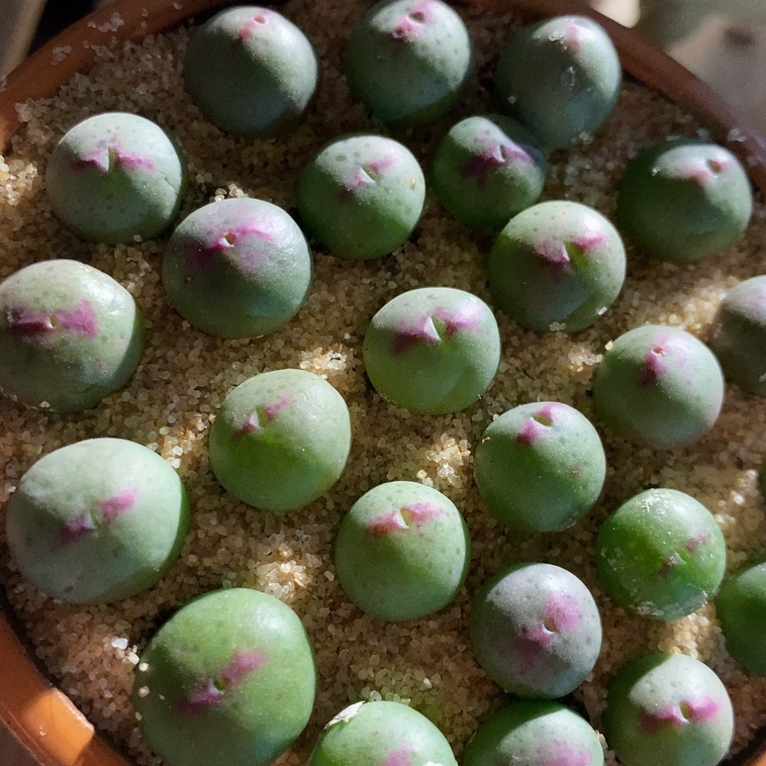 一颗136皮卡丘。    