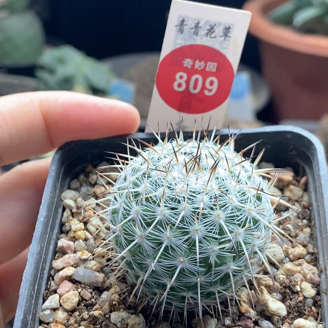 实生特选长刺白王丸3.7 cm