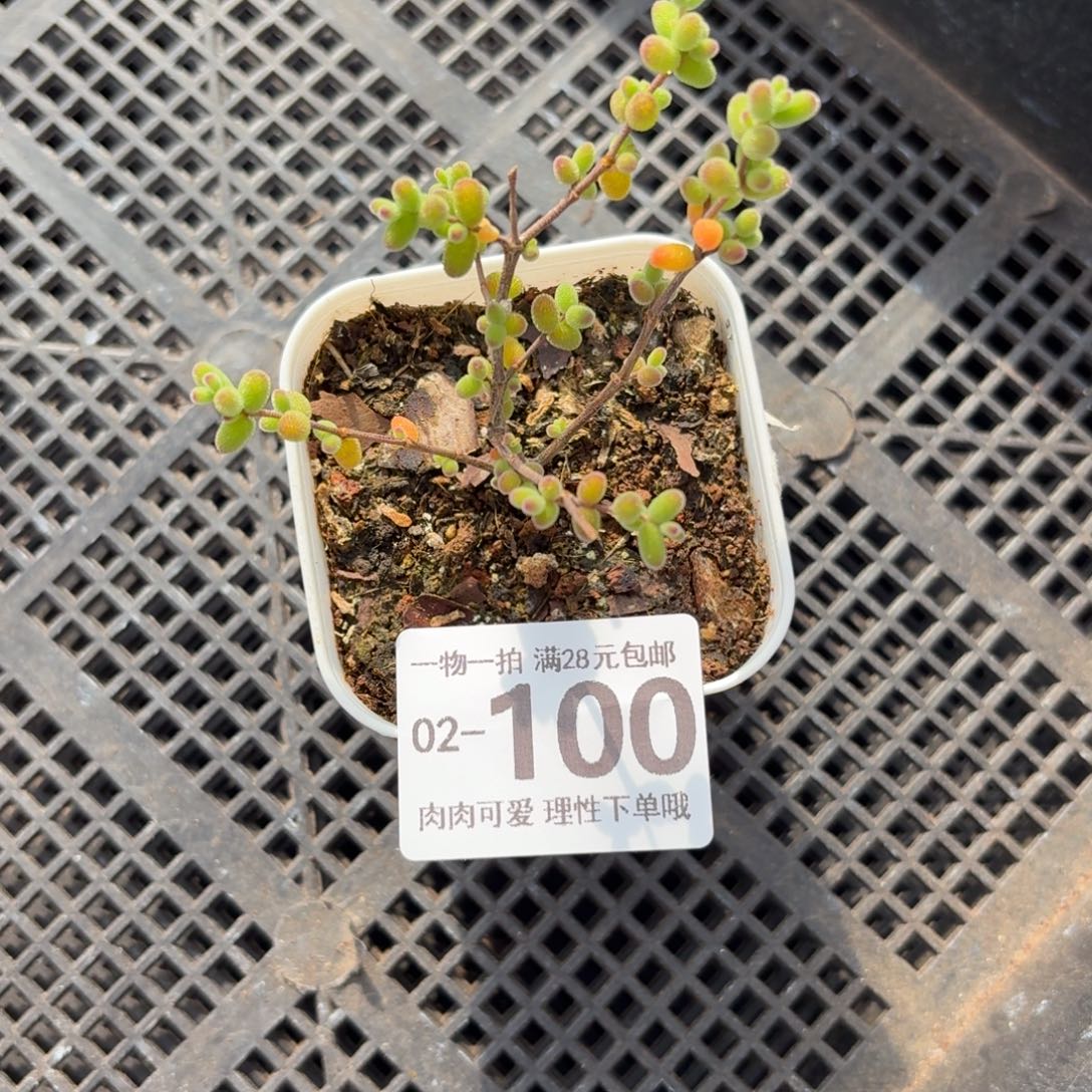 枝干番杏米粒无盆土发货