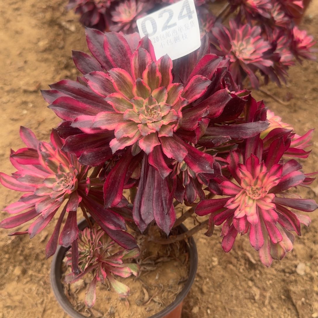 24号雪姬清棚不包损