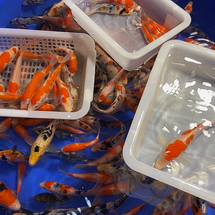 海水鱼精品红白锦鲤鱼