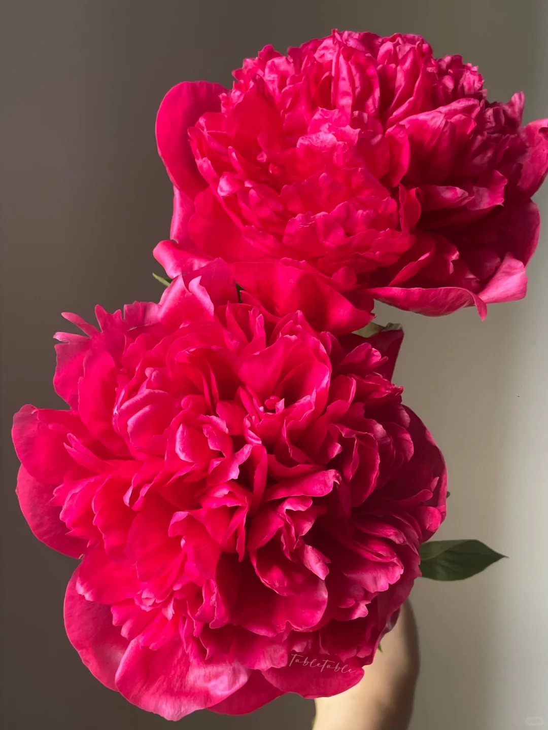 （定制精选）新西兰进口贝尔格莱维亚芍药--收到花第一时间醒花哟