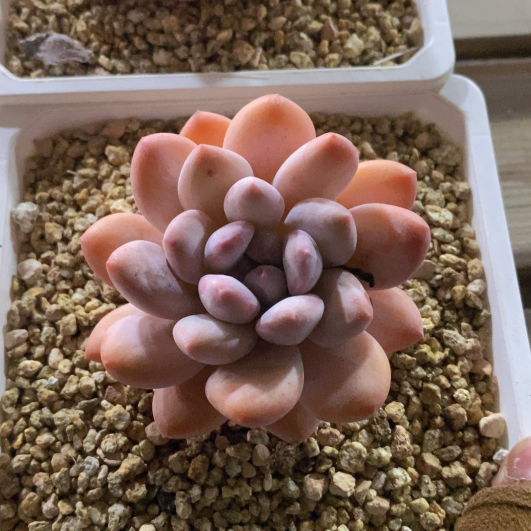 可问主播品种，下滑链接更多品种多肉选择