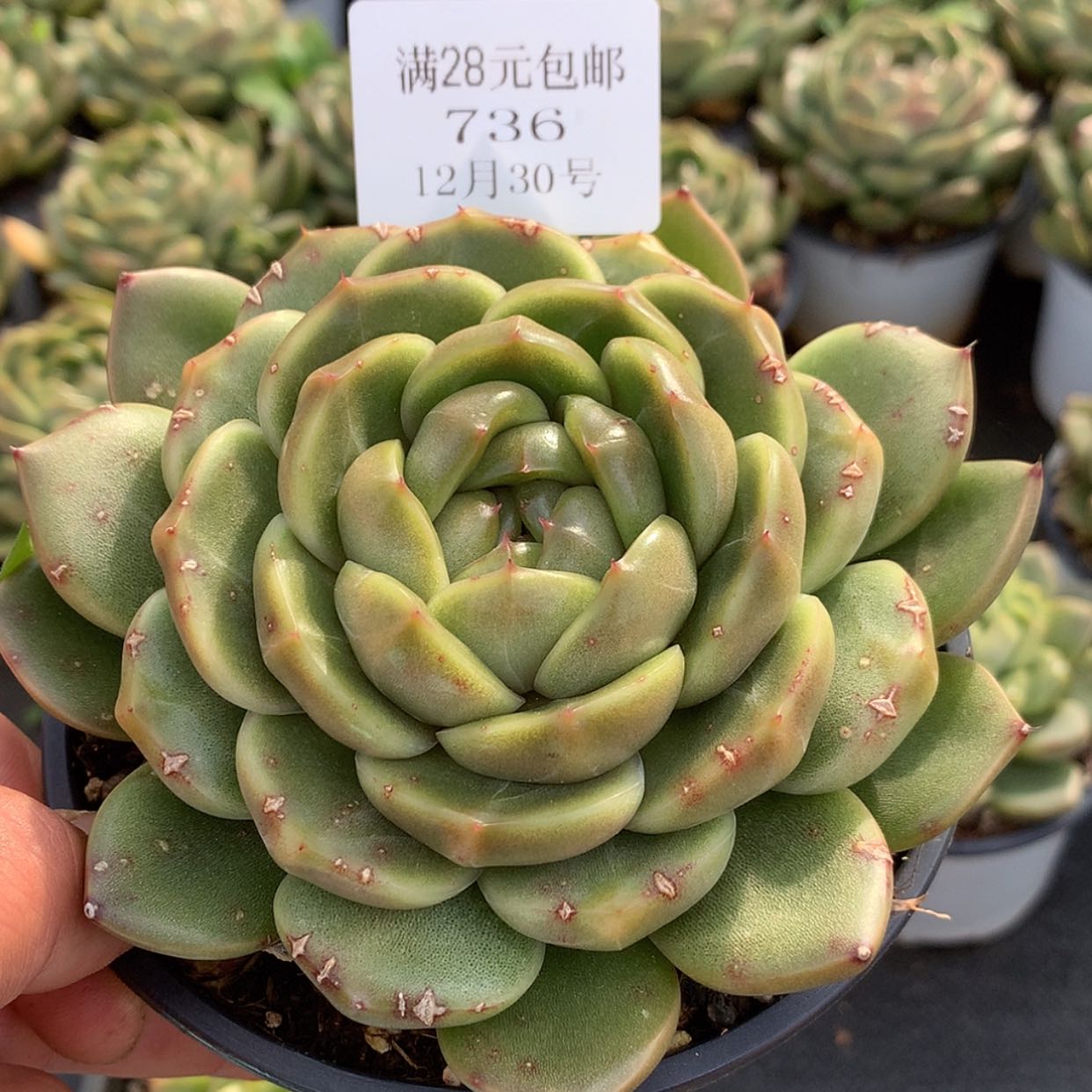 【闪购商品】云736号15厘米