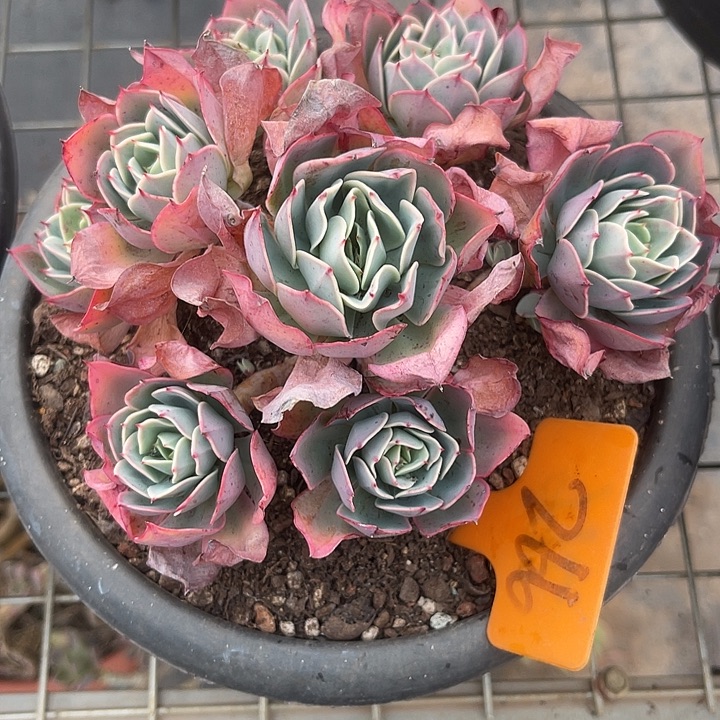 两单包邮，一物一拍266胭脂扣