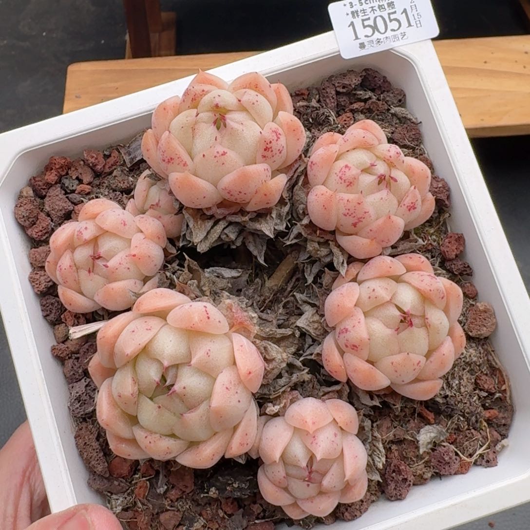 一物一拍的15051