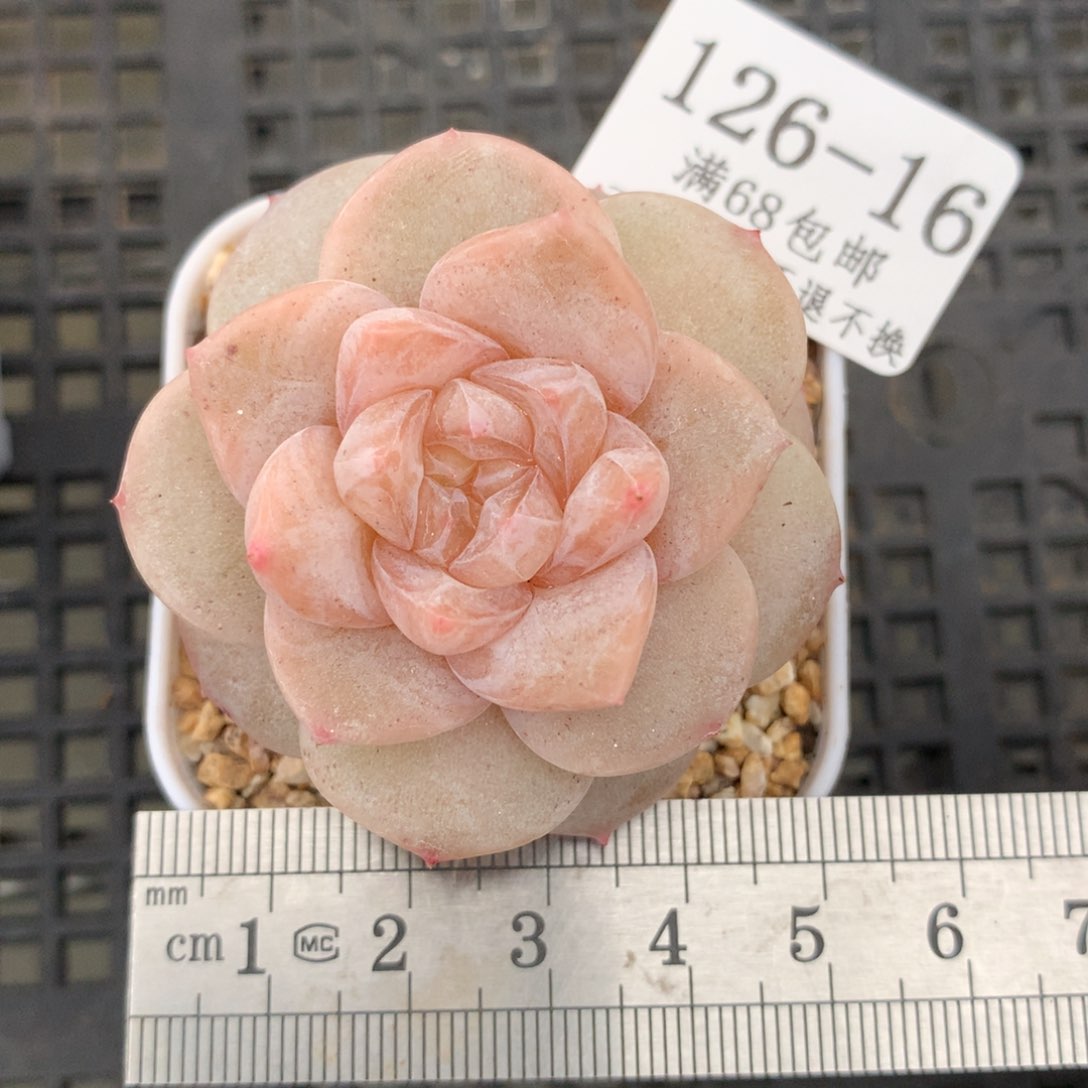 16。妃子笑。糖心多肉。