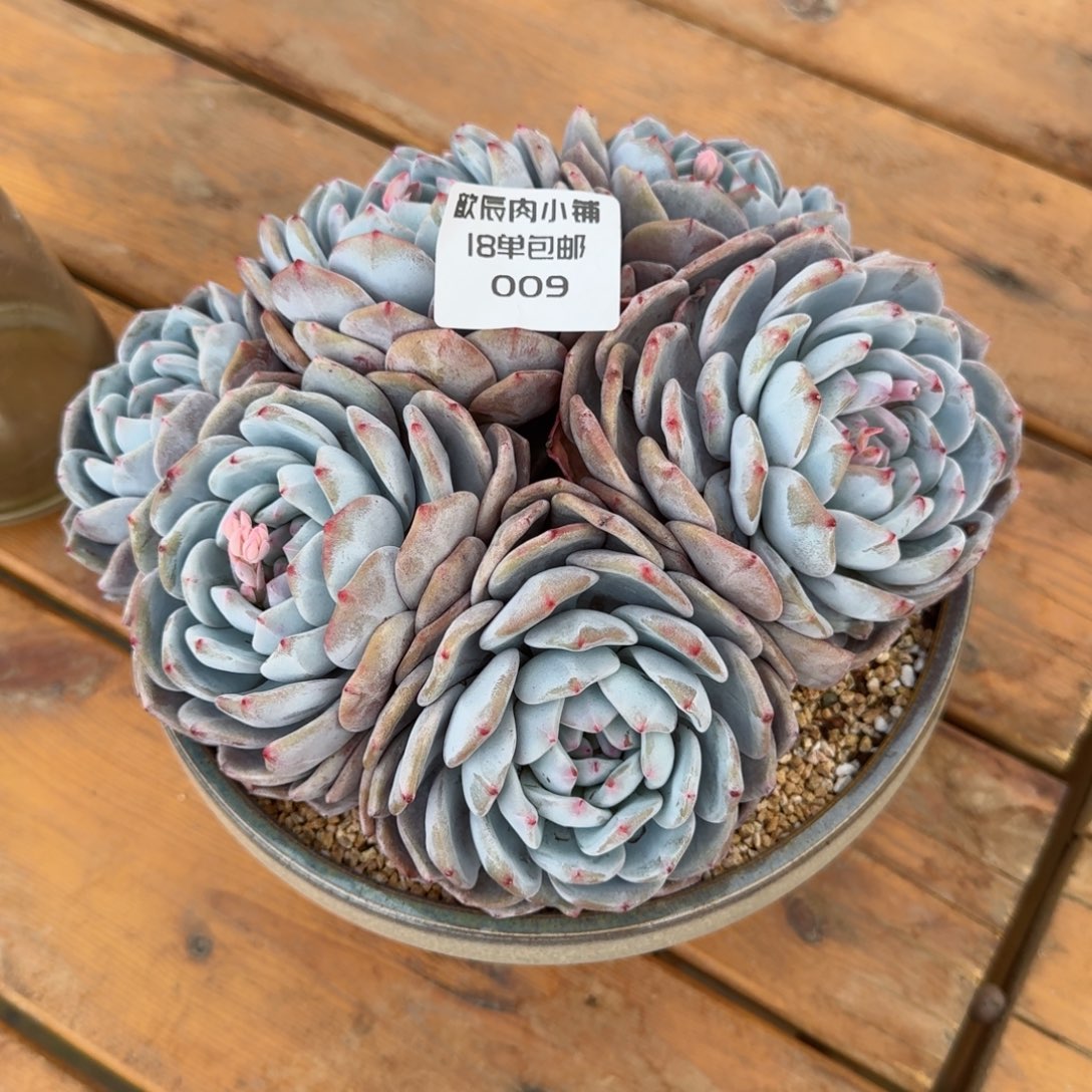 花*贝多肉植物新年快乐价009