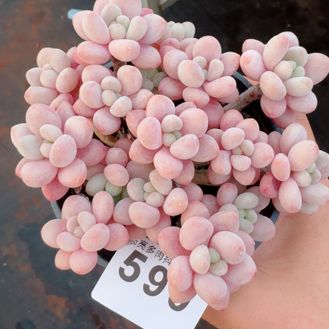 鱼子酱群生整装无砍老桩         精品多肉