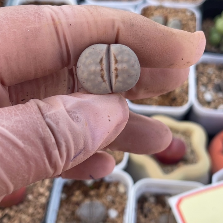 多肉植物一物一拍29