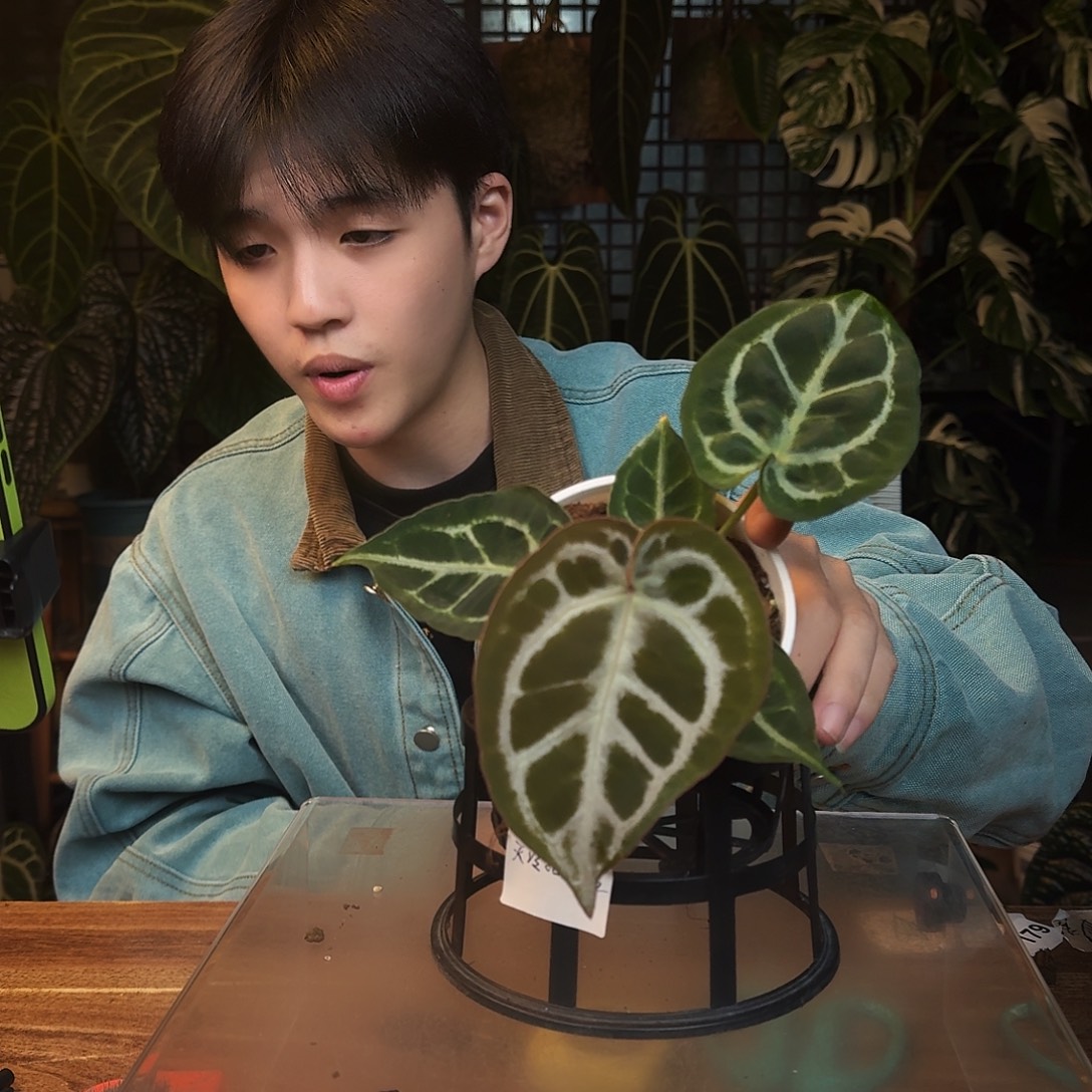 完全开放C12银色闪光杂超级银