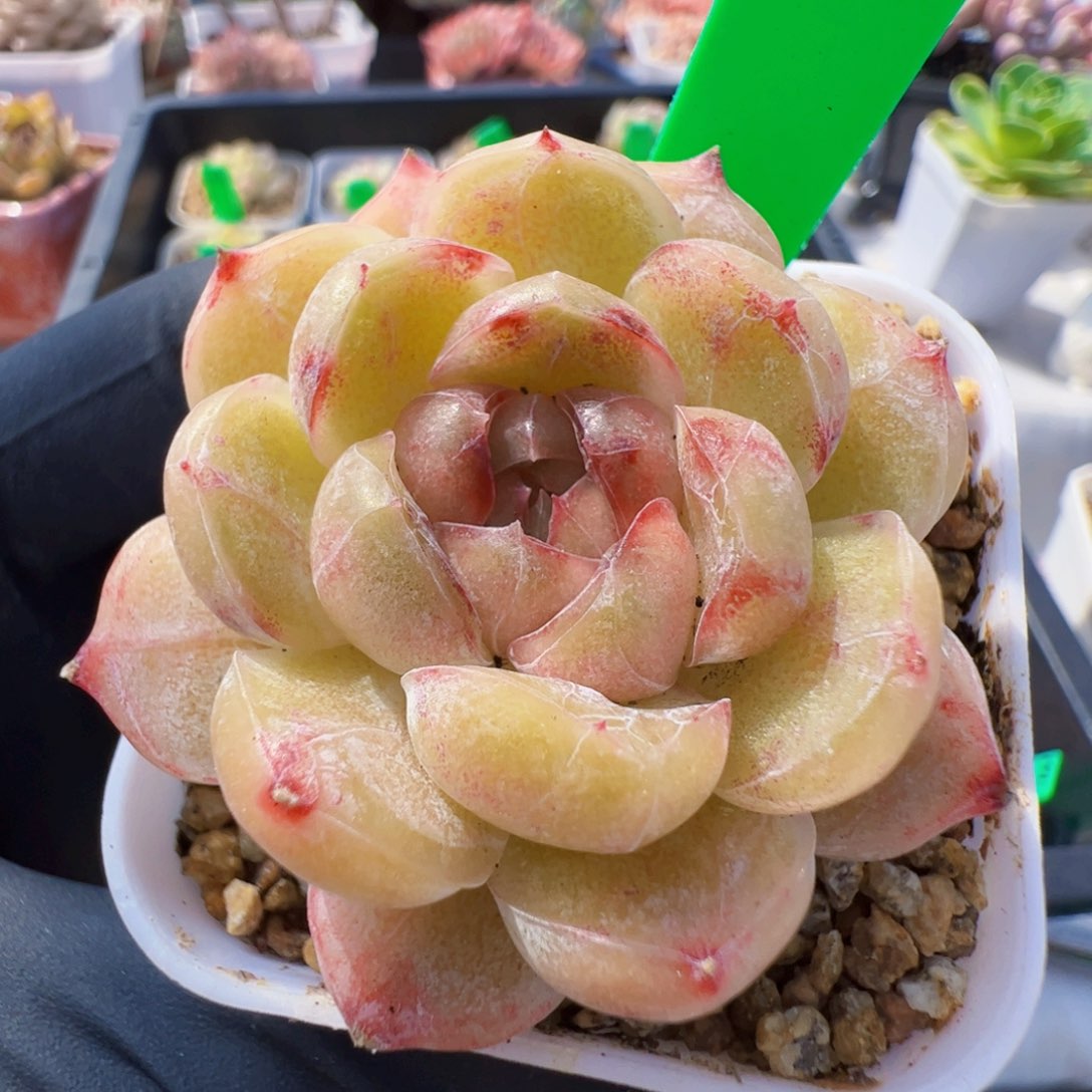 104 星宝精品多肉