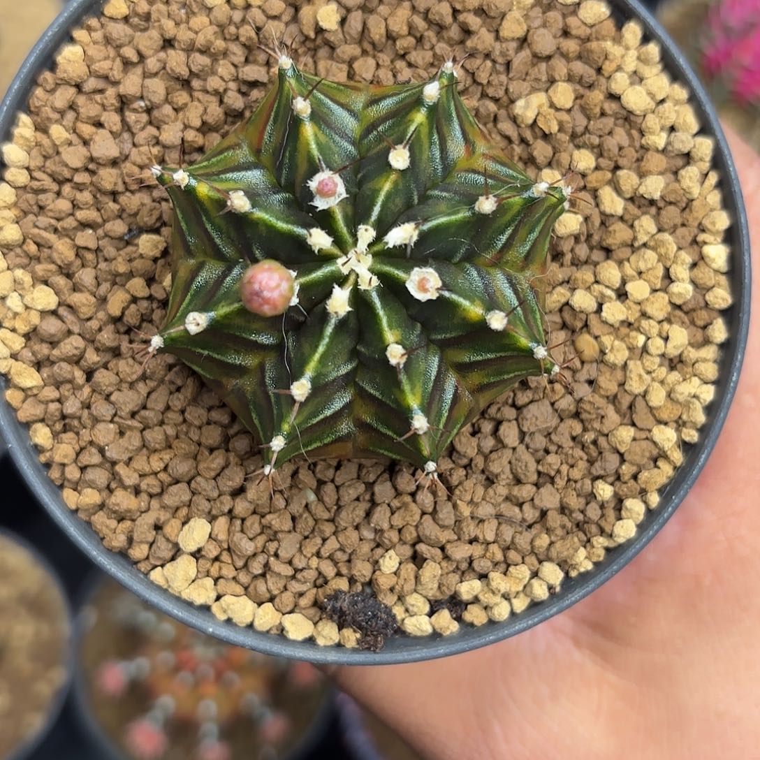 214-1115泰国发货多肉