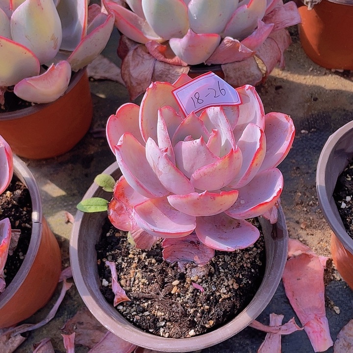 晚霞仙子18杠26号