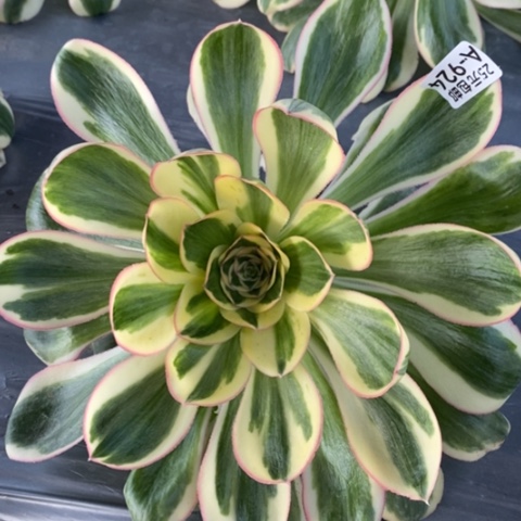 924燕姿锦满25包邮多肉