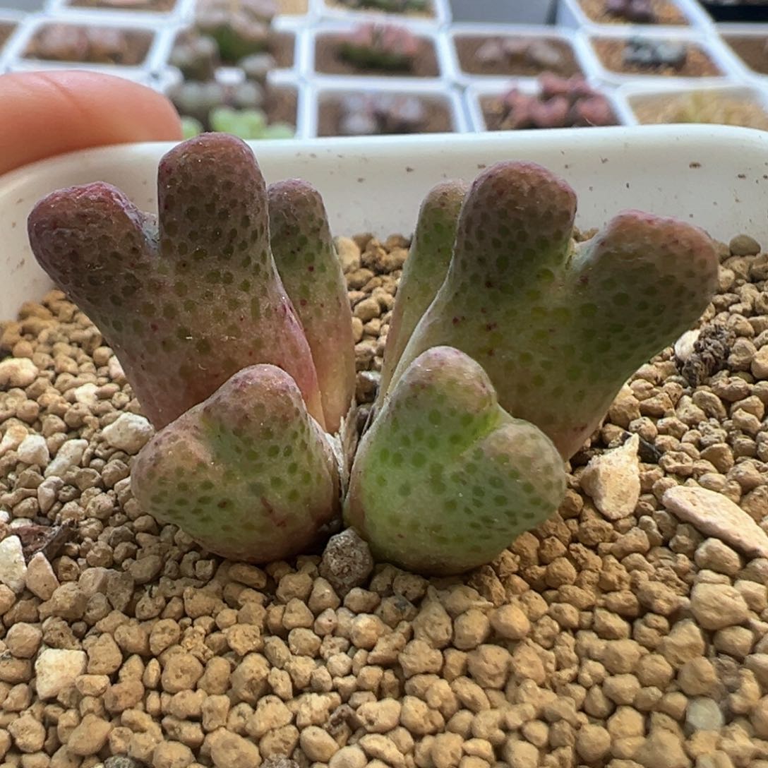 大型斑马 肉锥植物