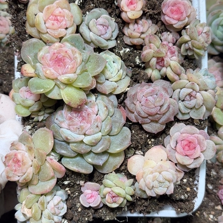 86号王者系列多肉一盒