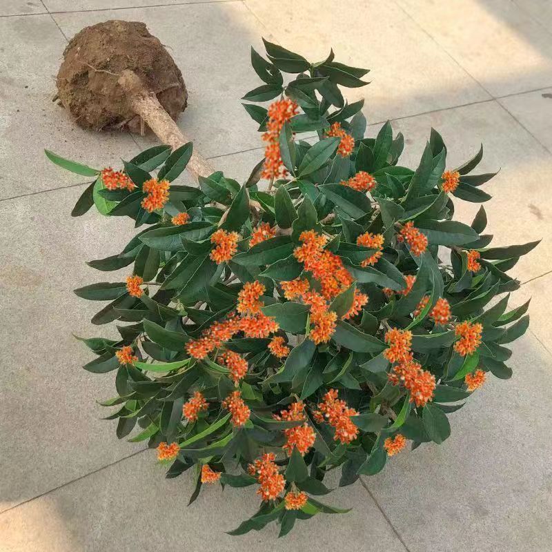 桂花四季桂金贵丹桂盆栽地栽