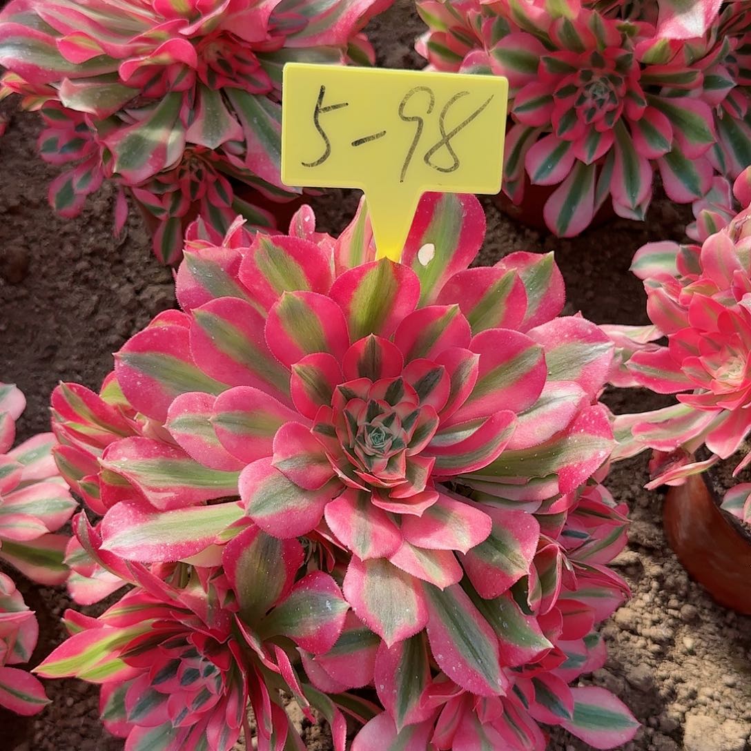 5-98---多头多肉植物女巫