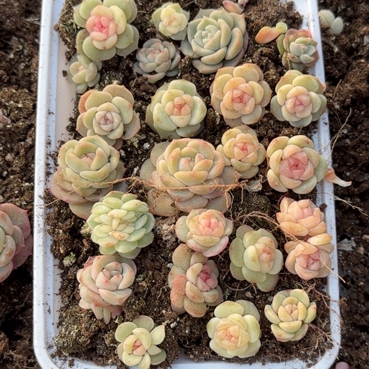 31号王者系列多肉一盒