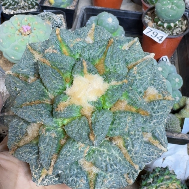 0755苗接超大黑龟牡丹仙人球