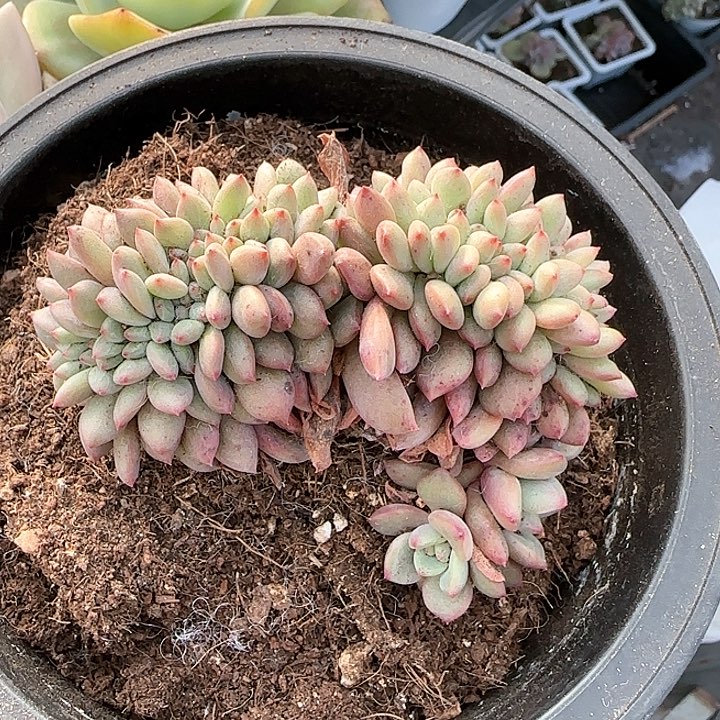 边*歌青蛙王子儿童牙膏111