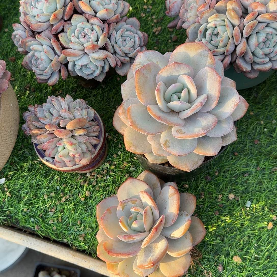 辰***熙奶茶单头两颗一组脱土发货