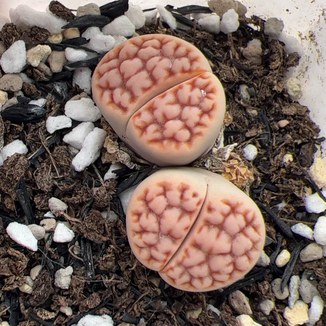 0198号 红脑花多肉植物