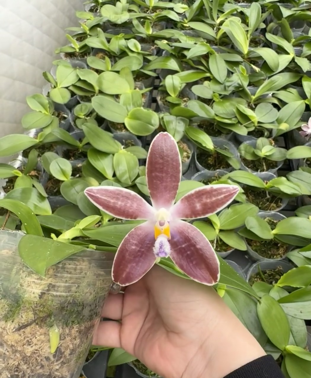 科宁交蓝盾原生种蝴蝶兰2.5寸杯苗独特花卉适合室内养护的兰花