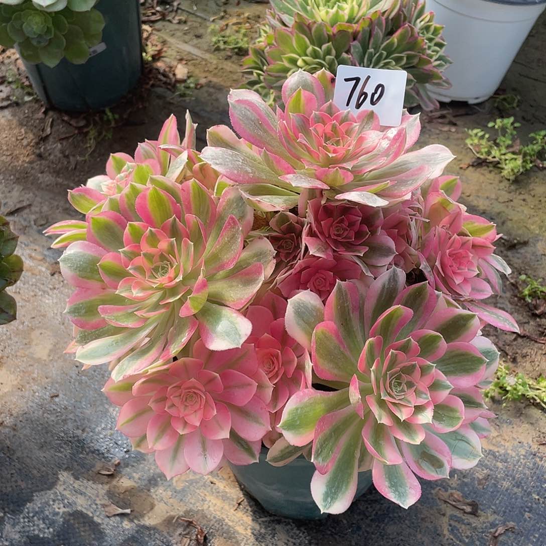 760法师植物粉女巫