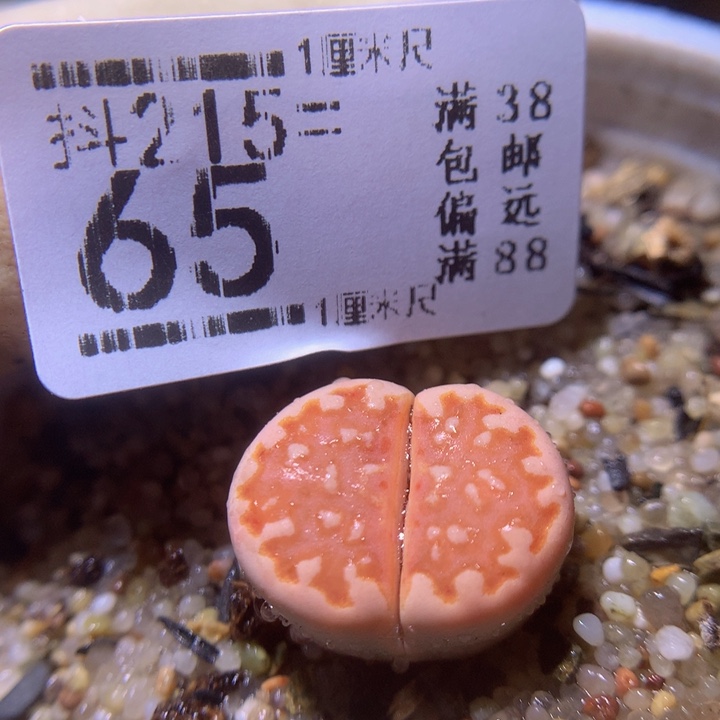 精品生石花215.65