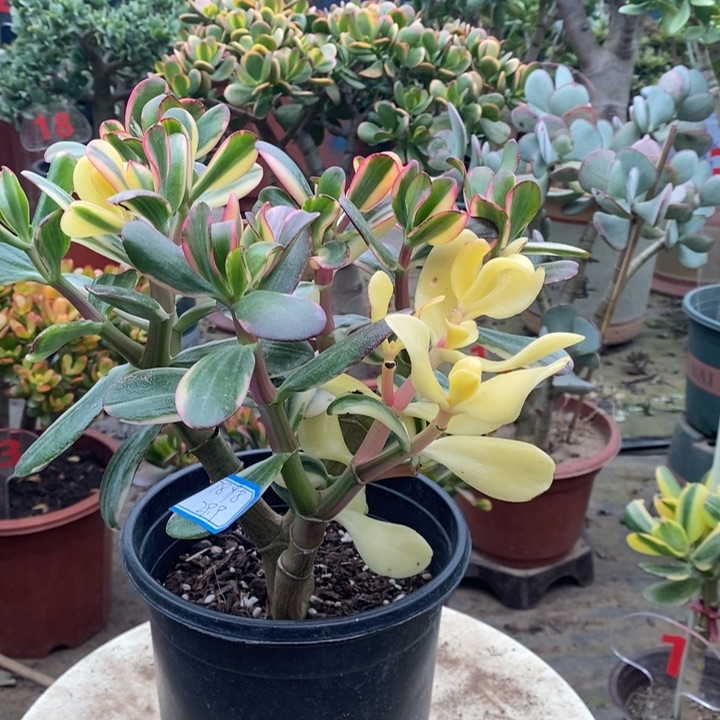 白锦花月一物一拍