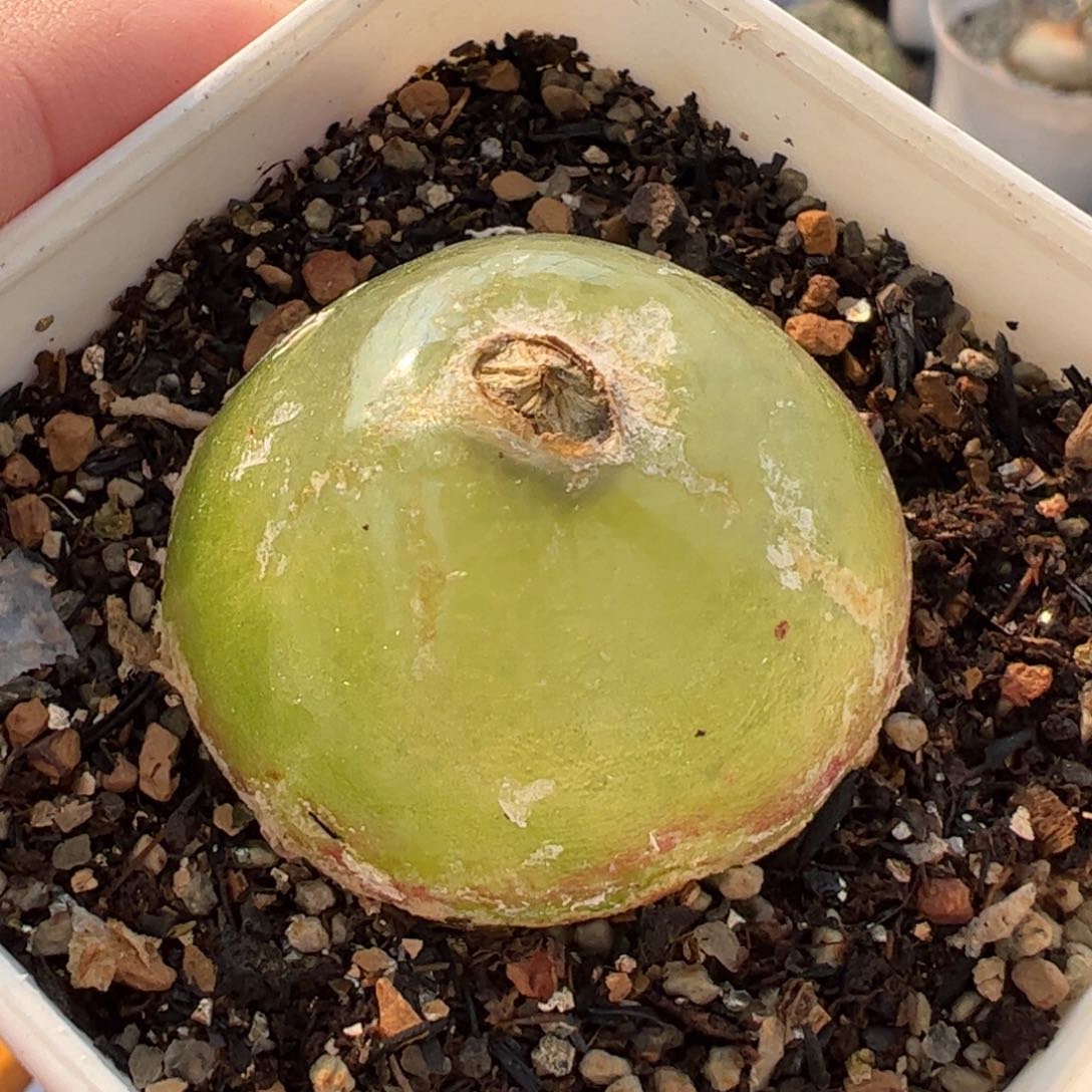 855多肉植物百科