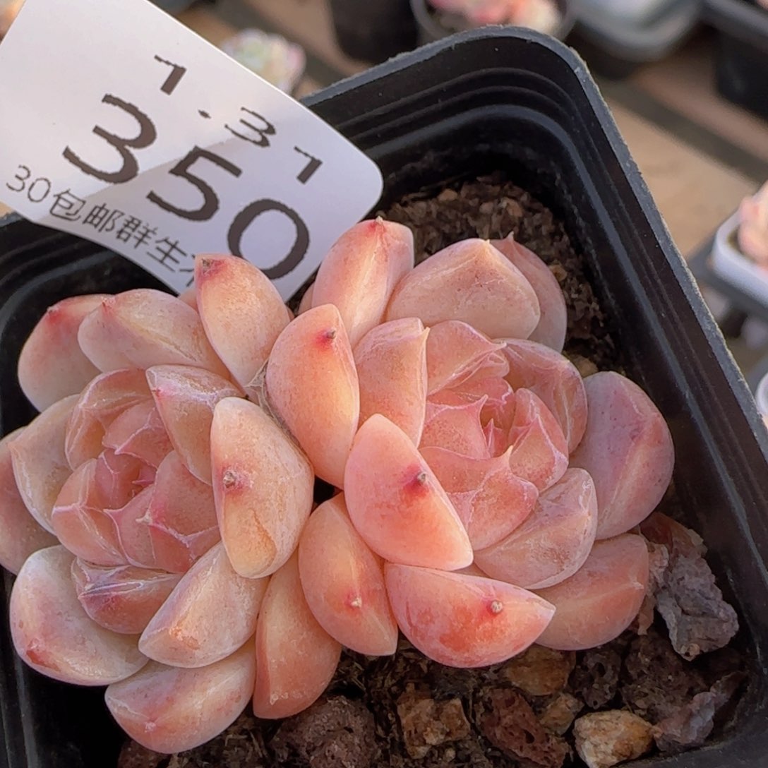 双头琥珀一颗脱土