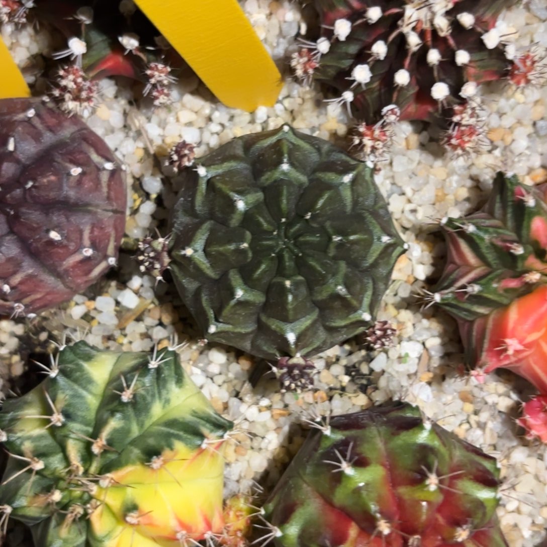 大***子L543-1207泰国发货