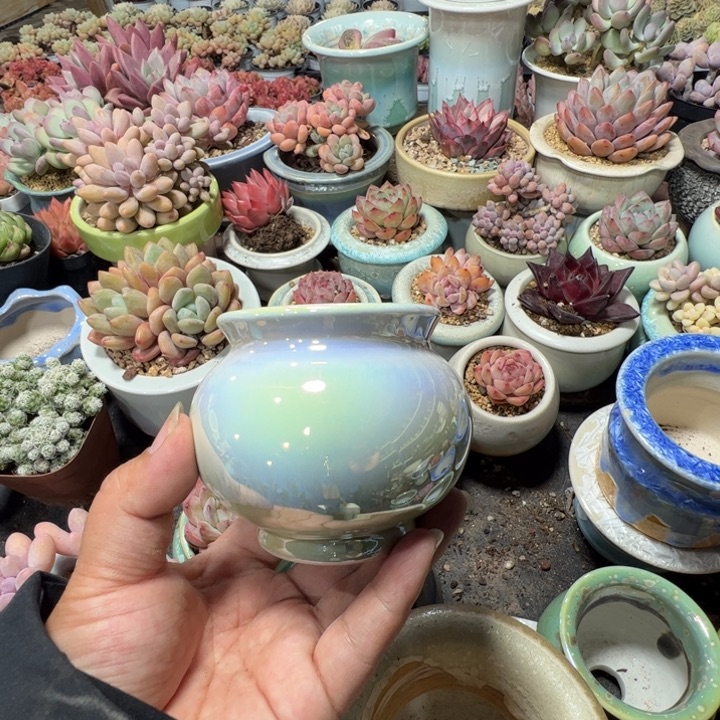 特价花盆满50发货 内口6.5