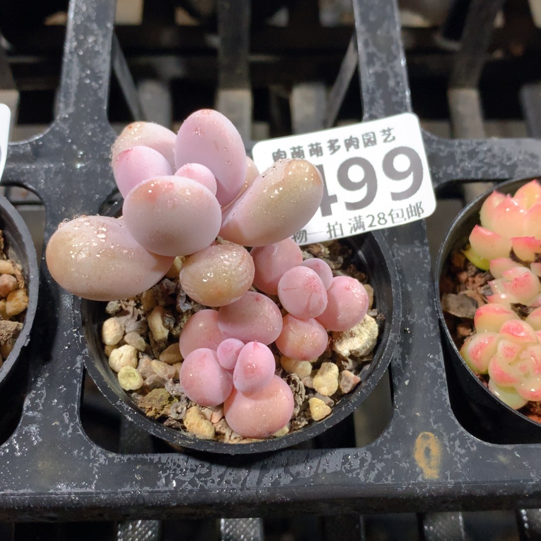 星*⭐肉萌萌拇指盆精控多肉ZI499