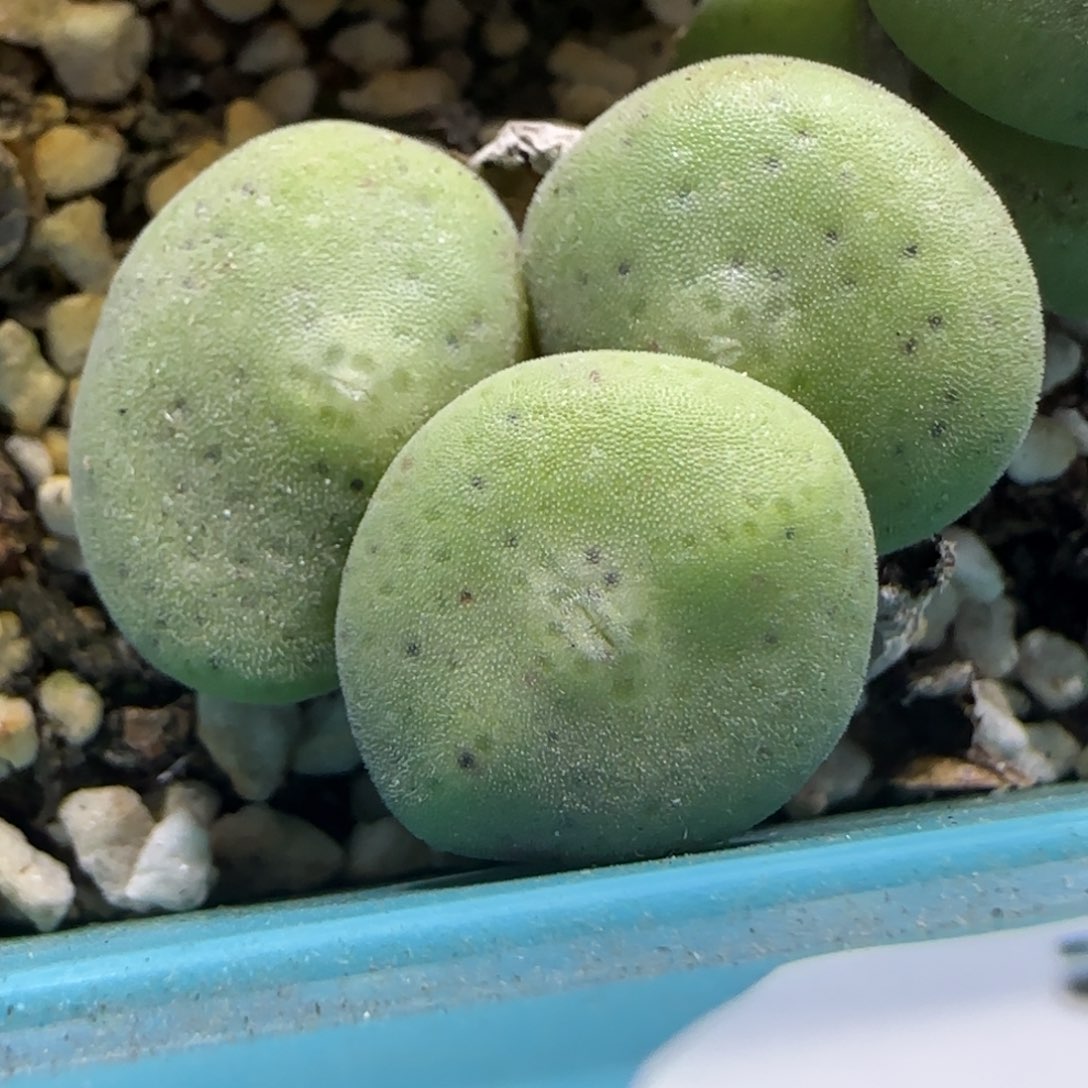 4.16，毛饼三个头，9005