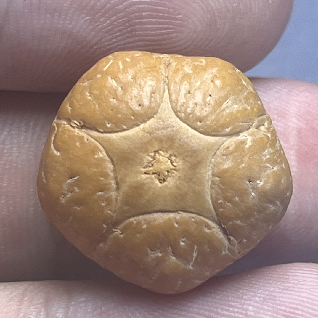 20正五星 有打孔位 皮质密度好 尺寸20mm加，厚13.6mm