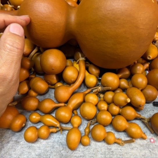 念***念亮亮的一把一把八宝一把八把葫芦念念的