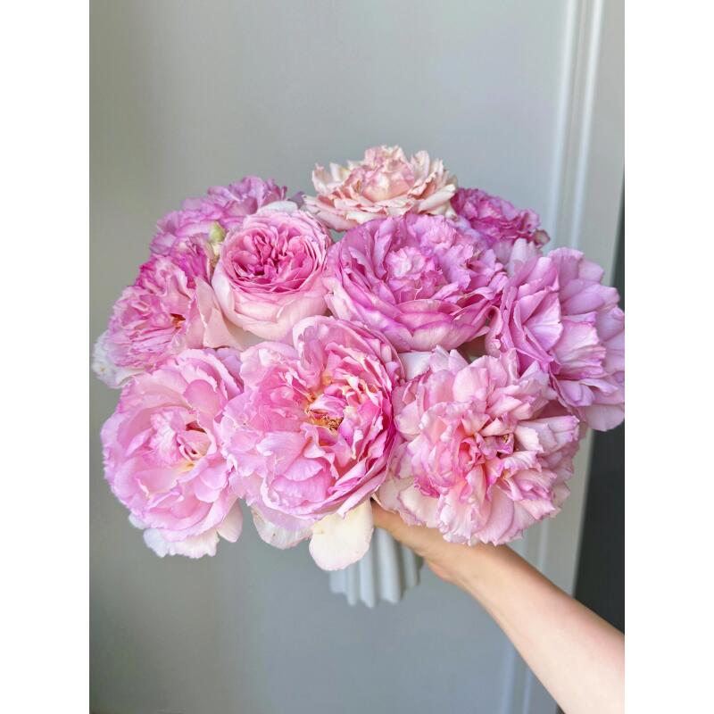 东篱农场 甜蜜伊芙 单头玫瑰
