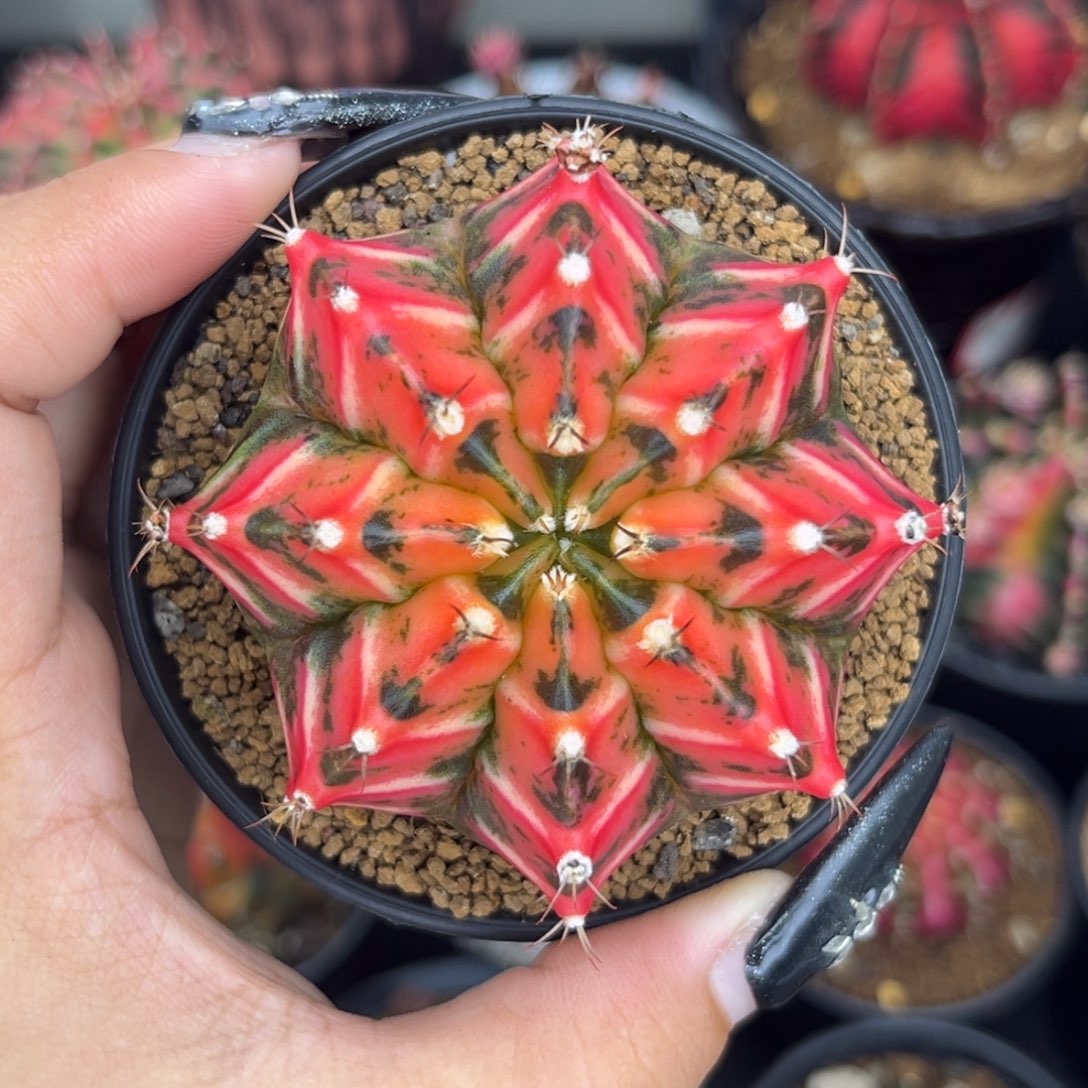 泰系米哈锦 带盆土发货