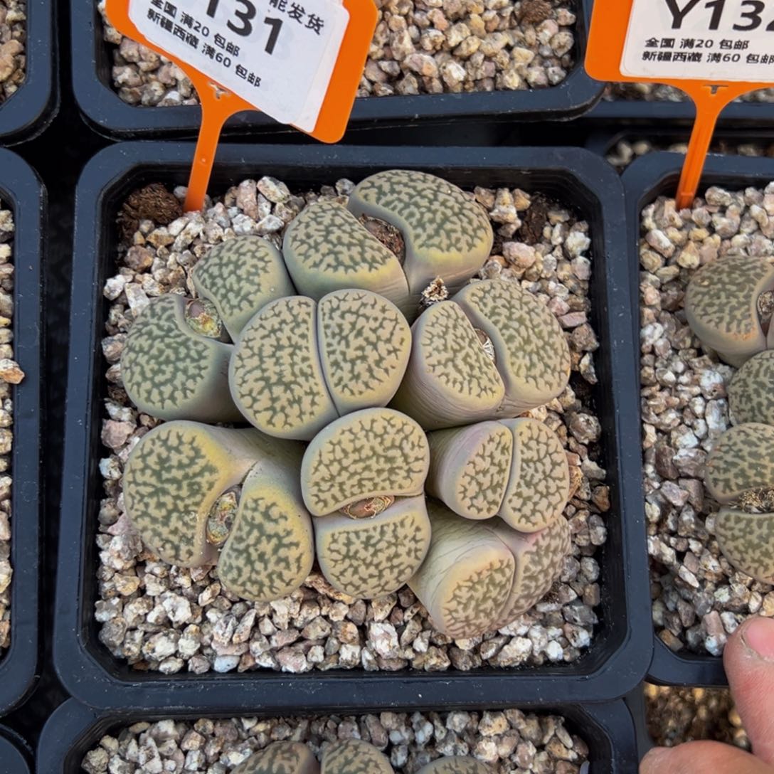 小***猫131 生石花大群生一物一拍